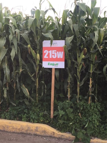 Maíz 215W