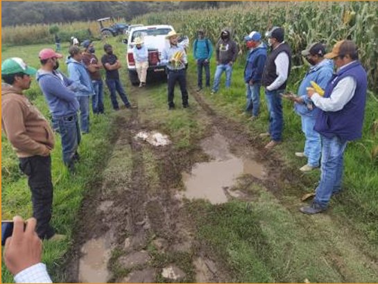 Desarrollo del cultivo