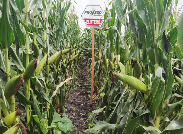 Maíz Elotero
