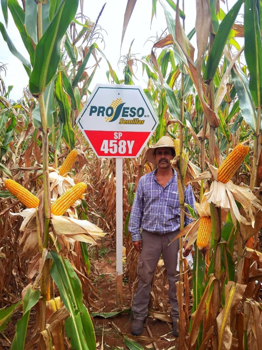 Maíz SP-458Y